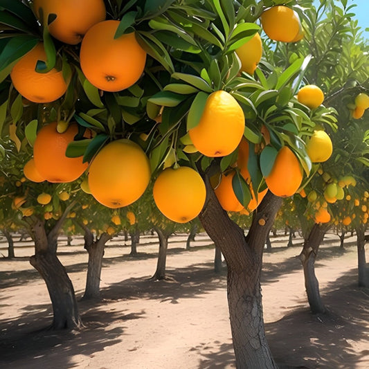 South Africa's Nut and Fruit Trees