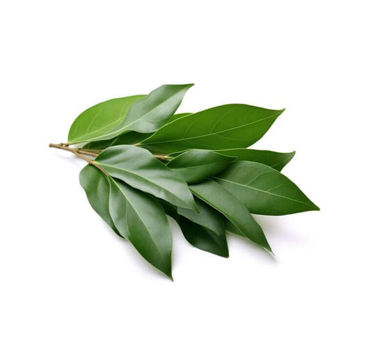 Laurus Nobilis - Bay Leaf Tree