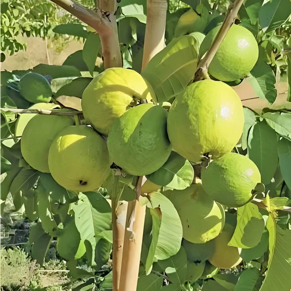 Fan Retief Guava Tree | Free Delivery | Western Cape | Eastern Cape | Gauteng | Kwa-Zulu Natal