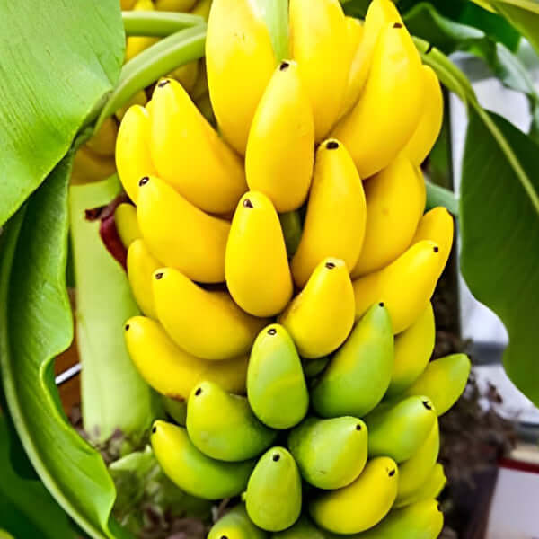 Lady Finger Banana (Musa acuminata)