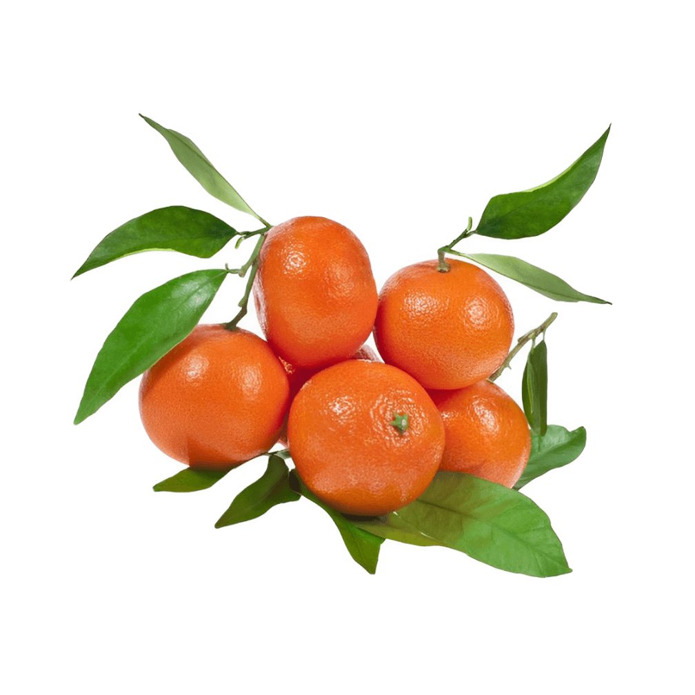 Naartjie Tree - Nules Clementine BuyGrow Port Elizabeth