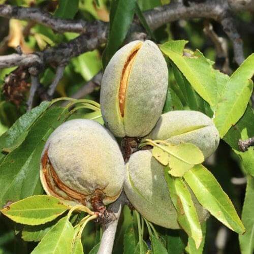 Almond Nut Tree - Nonpareil - Western Cape | Eastern Cape | Gqeberha