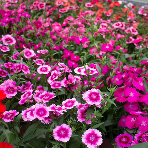 Dianthus 6 pack - Mix - BuyGrow Seedlings