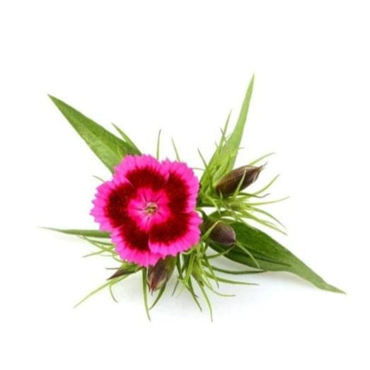 Dianthus 6 pack - BuyGrow Seedlings