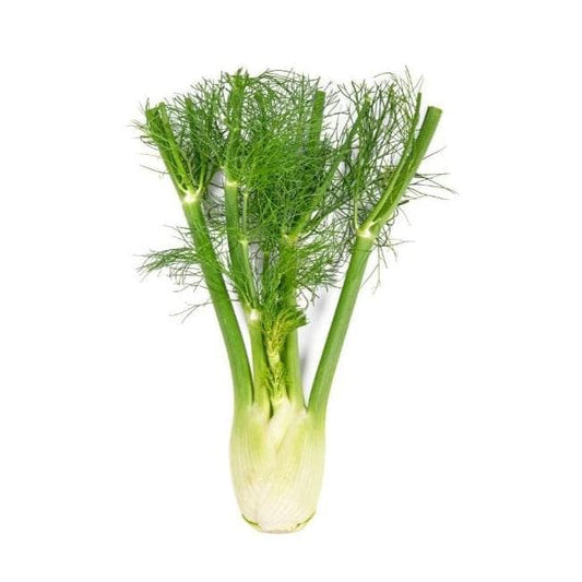 Fennel 6 pack - BuyGrow Seedlings