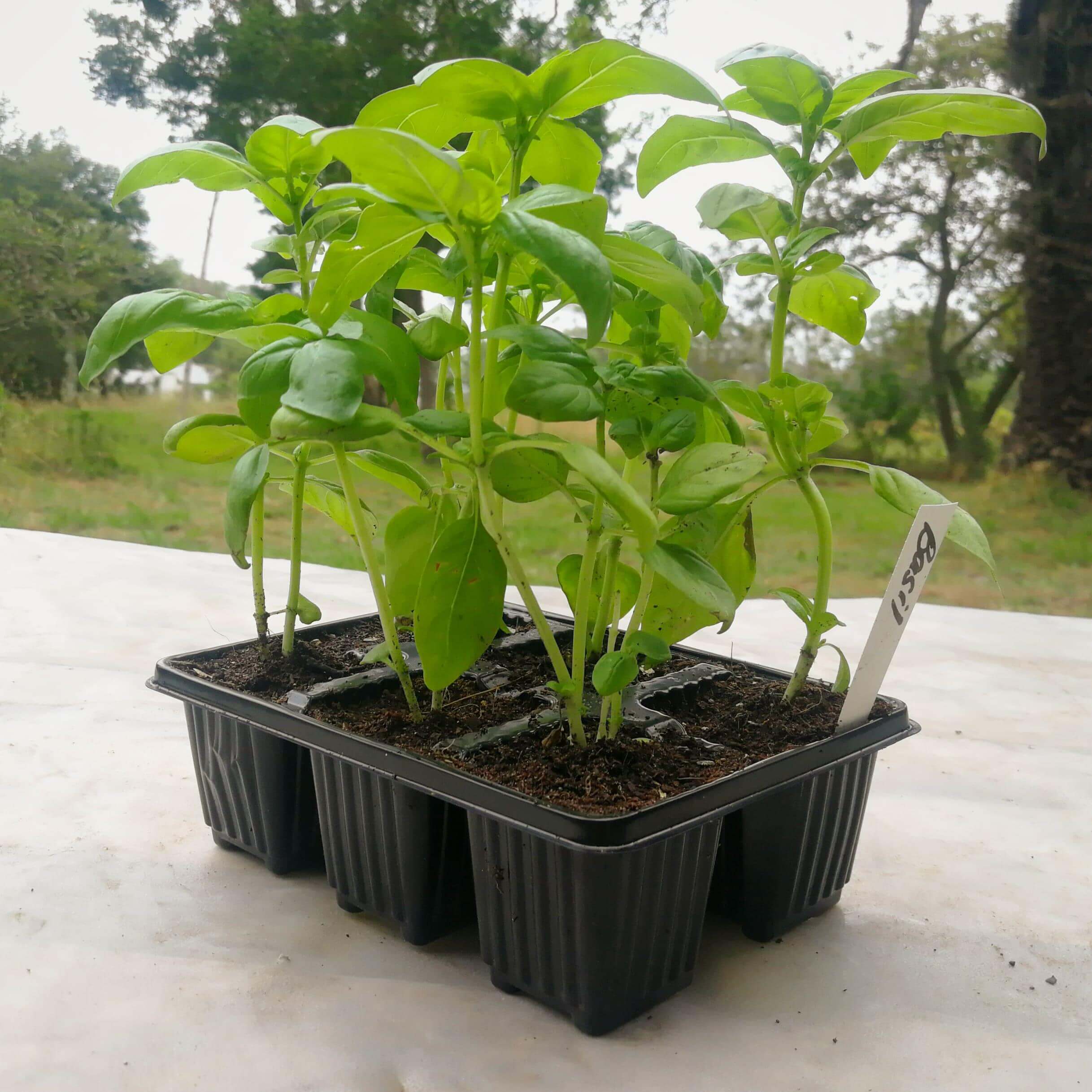 Basil 6 pack BuyGrow Seedlings Port Elizabeth