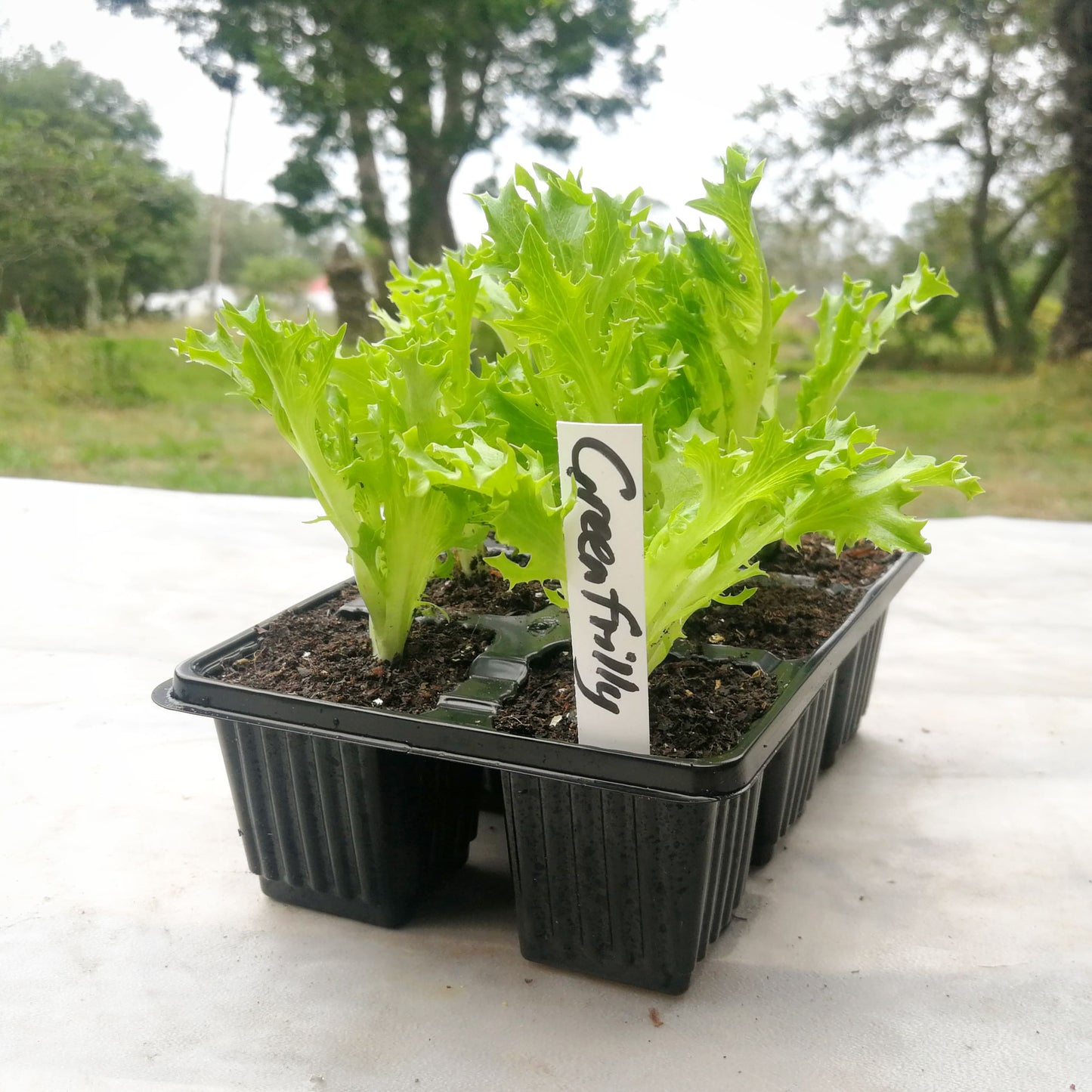 Lettuce 6 pack - Wahoo - BuyGrow Seedlings