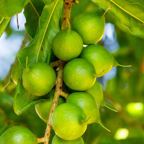 Macadamia Nut Tree Beaumont BuyGrow nursery Port Elizabeth