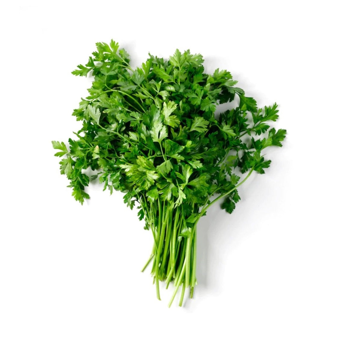 Parsley 6 pack - Italian Flat Leaf - BuyGrow Seedlings