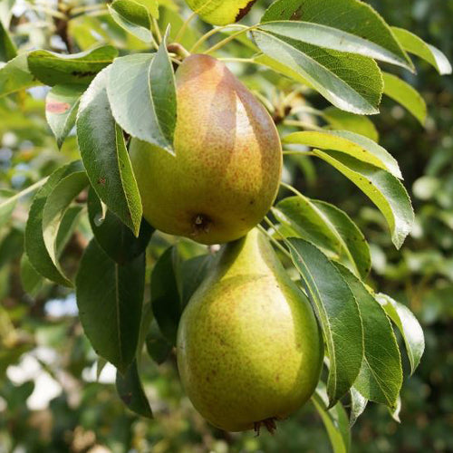 Pear Tree - Early Bon Chretien - BuyGrow Seedlings