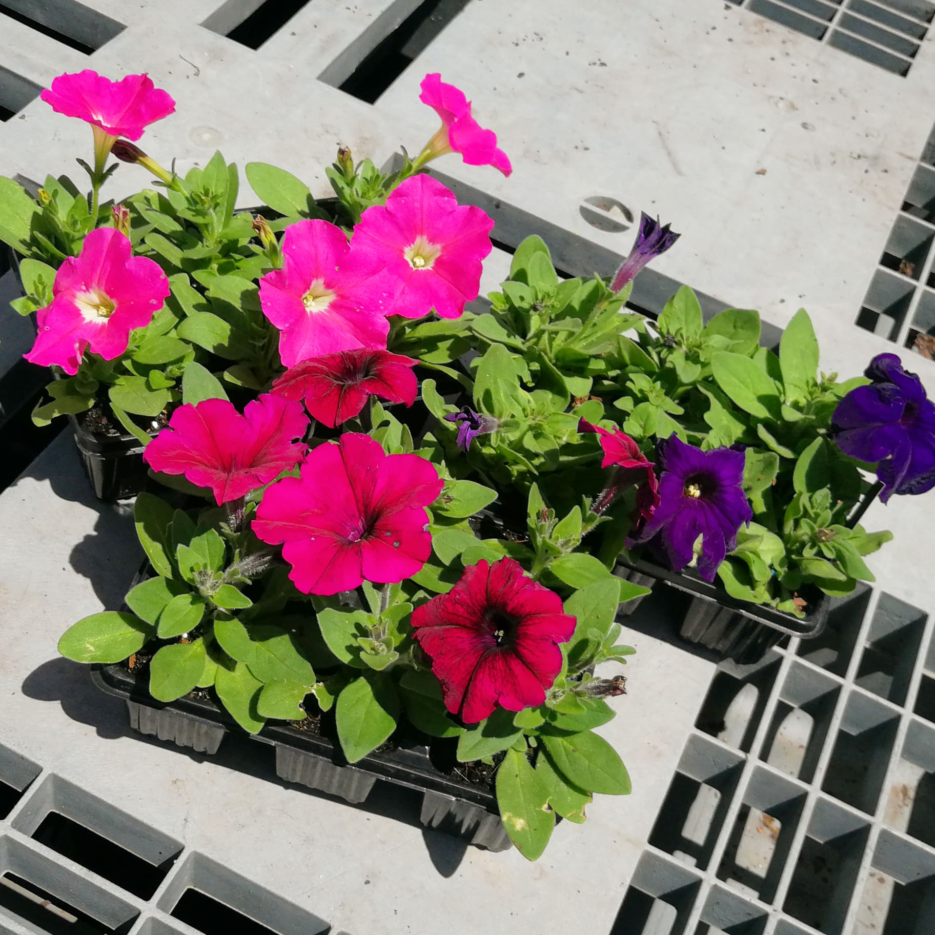 Petunias 6 pack - BuyGrow Seedlings