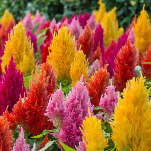 Celosia 6 pack - Mix - BuyGrow Seedlings