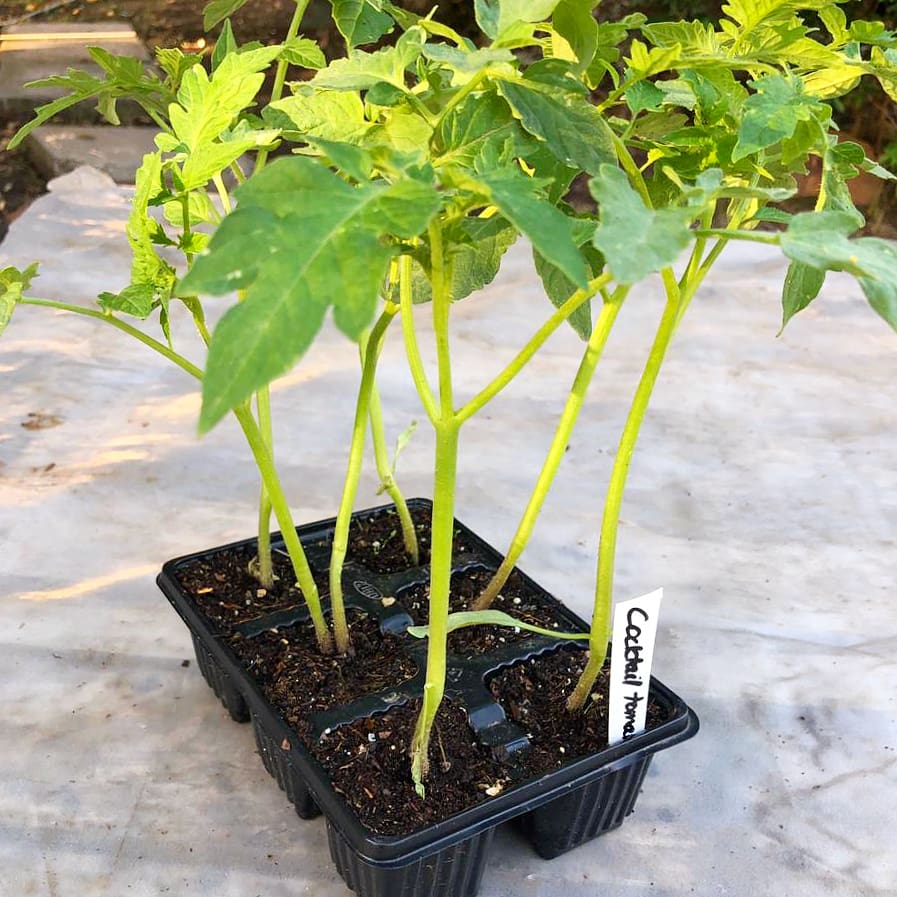 Tomato 6 pack - Cocktail - BuyGrow Seedlings