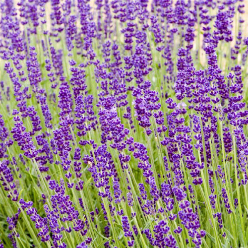 Lavender 14cm Pot - Grosso - BuyGrow Seedlings