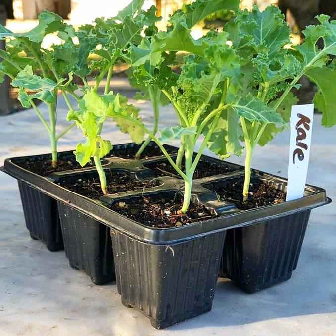 Kale 6 Pack Seedlings Tray (BuyGrow Online Nursery)