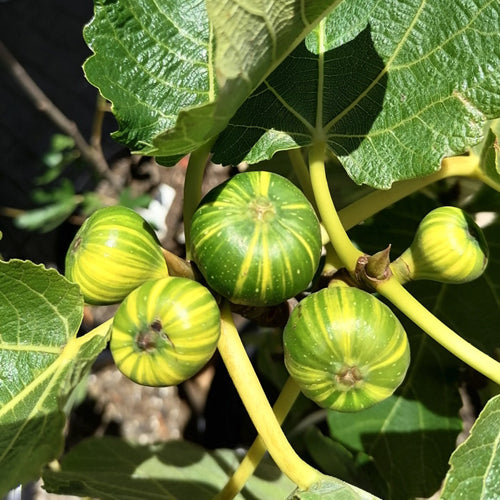 Fig Tree - Tiger - BuyGrow Seedlings